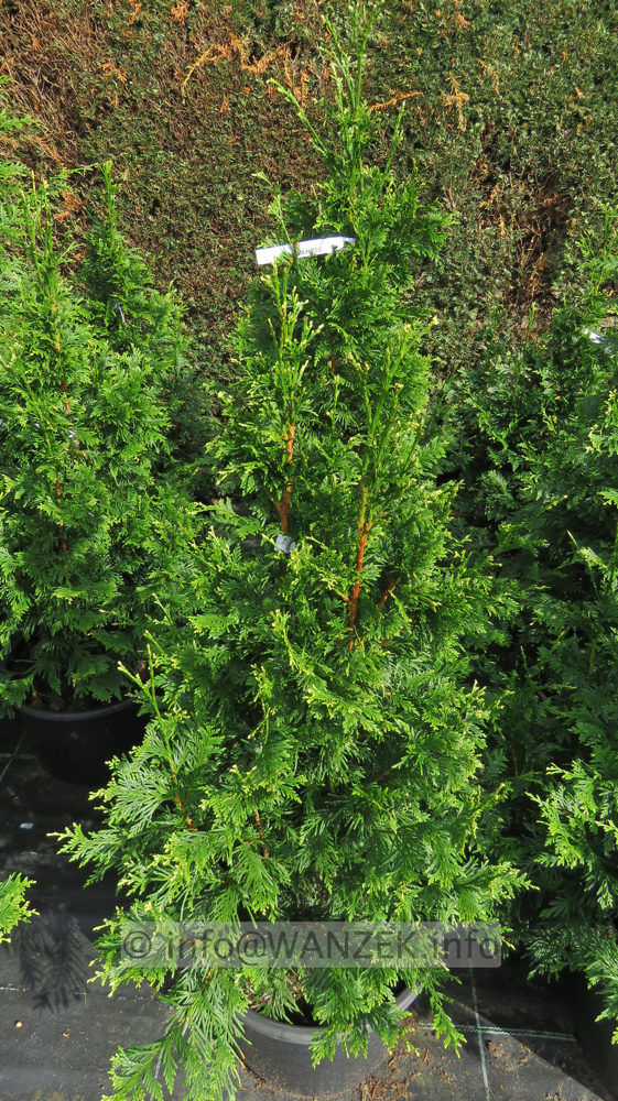 Thuja plicata Can-Can 06.JPG